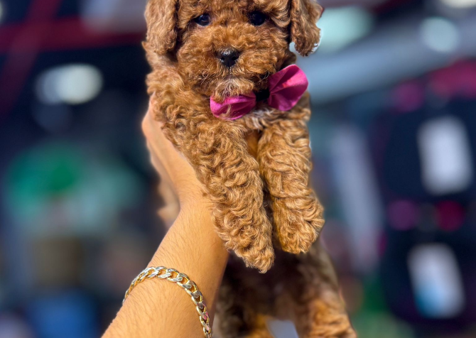 Toy Poodle Bebeklerim